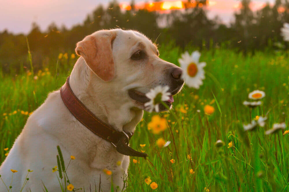 can heartworms be passed from dog to human